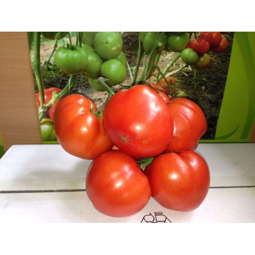 Seminte de tomate (rosii) GRAVITET F1, soi hibrid extra-timpuriu