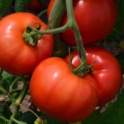 Tomate semideterminate
