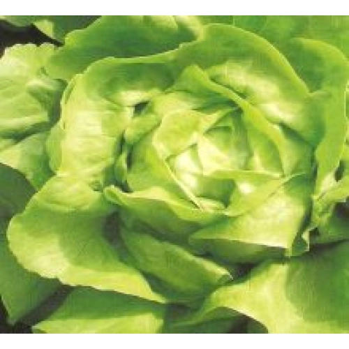 Seminte de salata TOUAREG, se poate cultiva iarna in sere/solarii