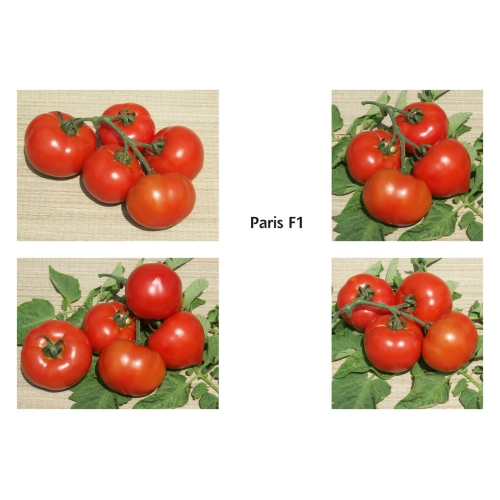 Seminte de tomate (rosii) PARRIS F1, hibrid extratimpuriu