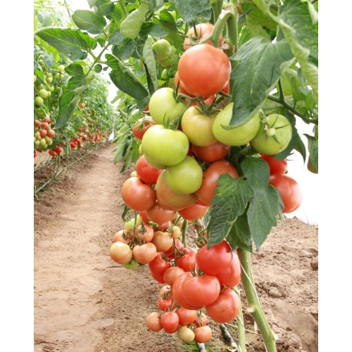 Seminte rosii (tomate) MAGNUS F1, hibrid extra-timpuriu
