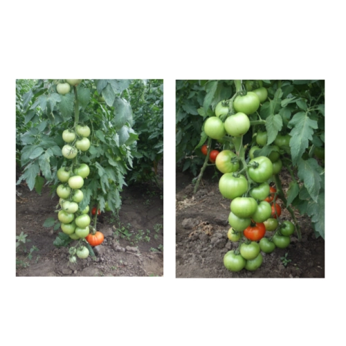 Seminte de tomate (rosii) Siriana F1, soi hibrid romanesc