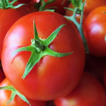 Seminte de tomate (rosii) SANDOLINE F1, hibrid timpuriu