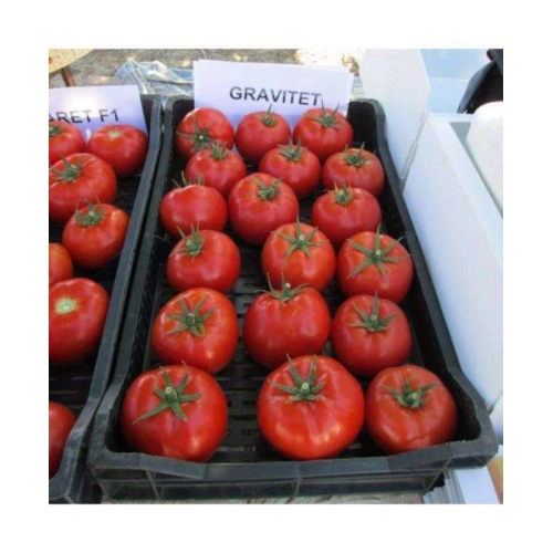 Seminte de tomate (rosii) GRAVITET F1, soi hibrid extra-timpuriu