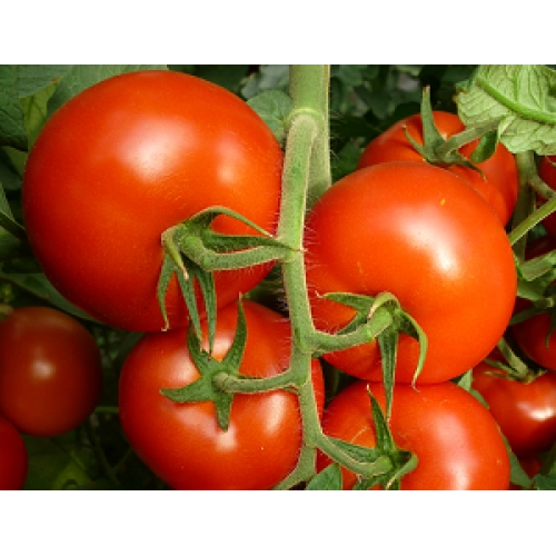 Seminte de Tomate (rosii) BOSTINA F1, soi extra-timpuriu