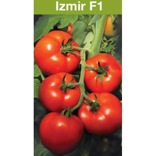 Seminte de tomate (rosii) IZMIR F1, productie excelenta