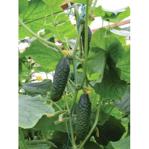 Seminte de castraveti SPINO F1 pentru cultivare in sere si solarii