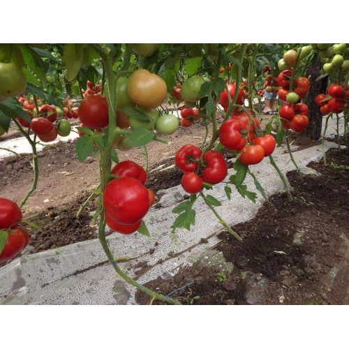 Seminte de tomate (rosii) QUALITET F1, soi hibrid timpuriu