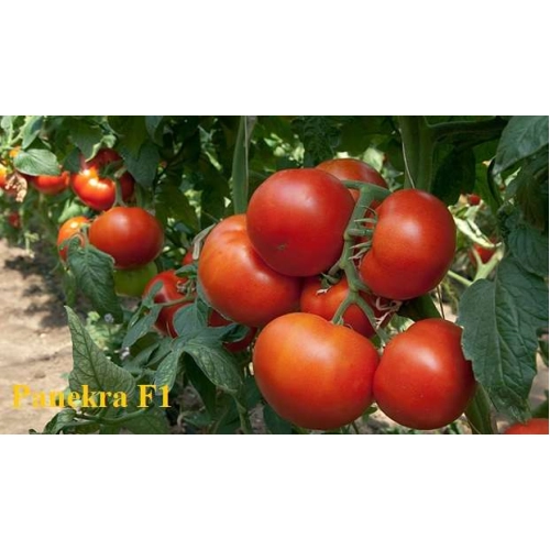Seminte de tomate (rosii) PANEKRA F1, soi hibrid timpuriu