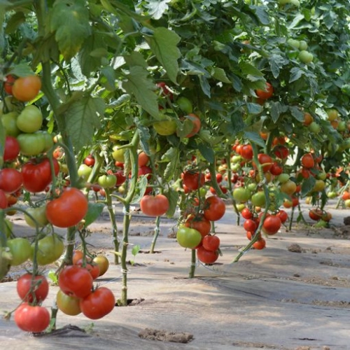 Seminte profesionale de tomate (rosii) Donnatino F1