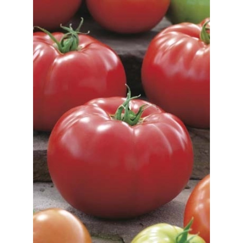 Seminte rosii (tomate) BIG BEEF F1, soi hibrid productiv