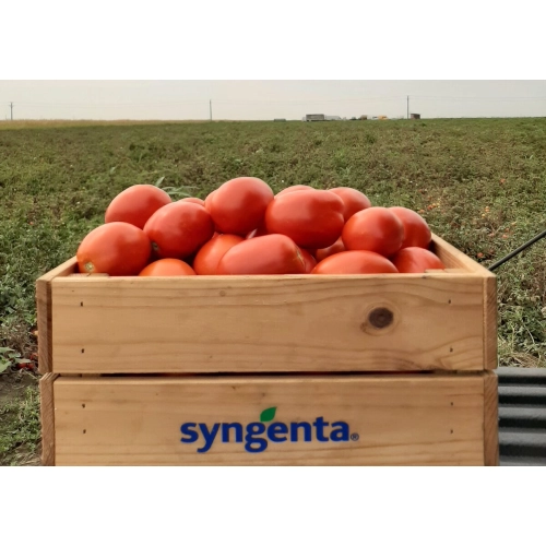 Seminte hibrid de tomate Brixtone F1, cultivare in camp