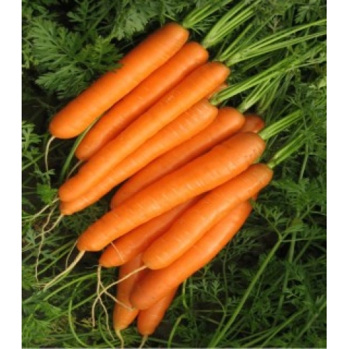 Seminte de morcovi CARLANO F1, lungimea de 19-22 cm