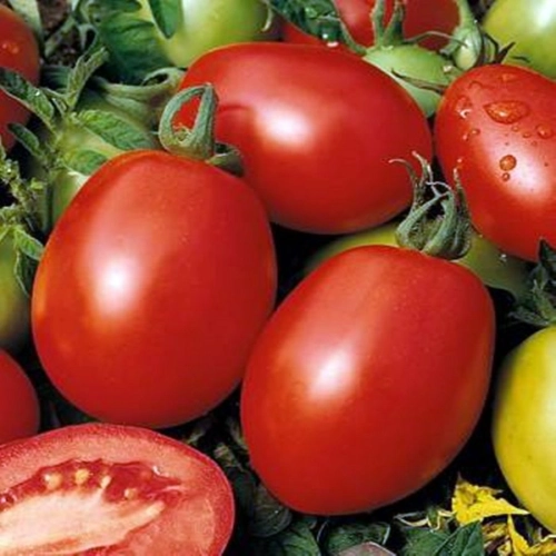 Seminte profesionale de tomate (rosii) Chelse F1 Seminis
