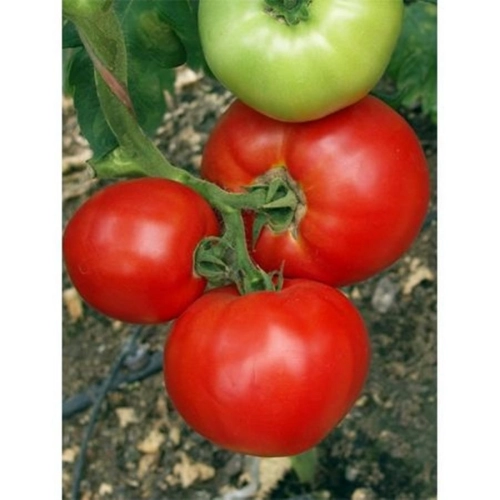Seminte de tomate (rosii) MIRSINI F1, soi foarte timpuriu