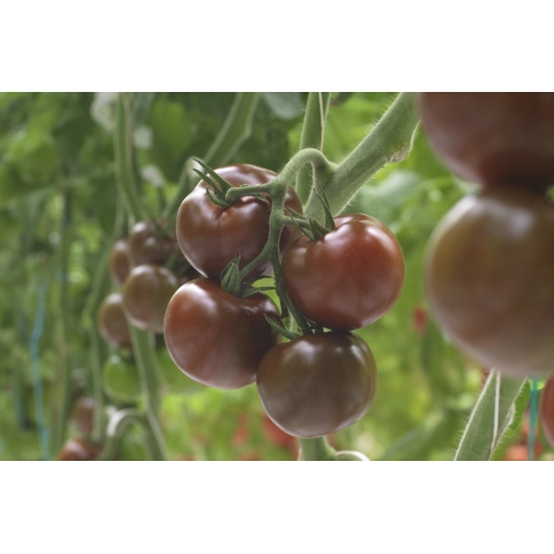 Seminte de tomate (rosii) Olmeca F1, hibrid de tip Kumato