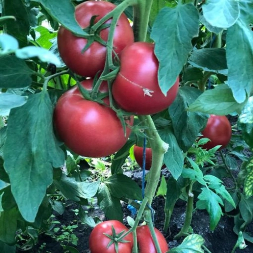Seminte hibrid de tomate timpurii, PINKID F1, Seminis