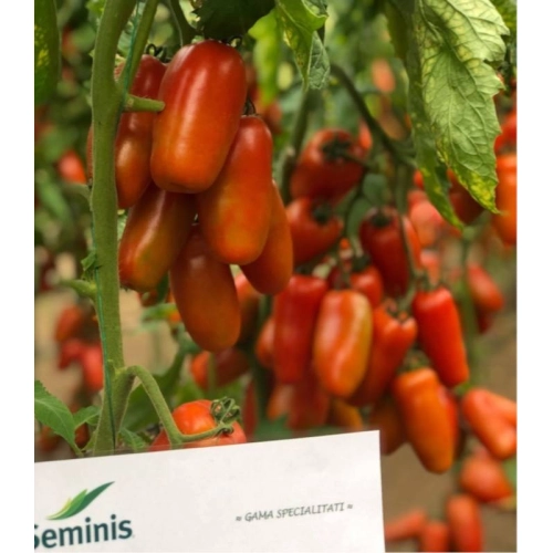 Seminte hibrid de tomate, Seminis PORTENTO F1 (San Marzano)