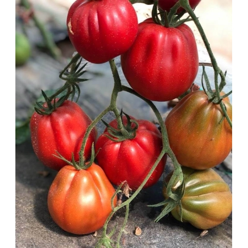 Seminte de rosii (tomate) PROFITTO F1, hibrid cu fructe mari