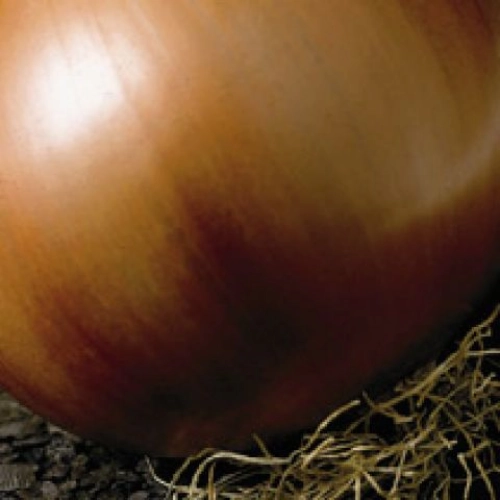 Seminte de ceapa cu bulb sferic usor aplatizat VALENCIANA TARDIA