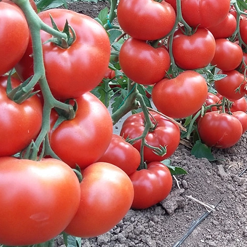Seminte de tomate hibrid extra-timpuriu, WRESTLER F1